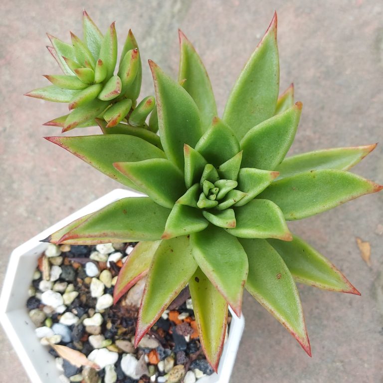 多肉仙人交易所