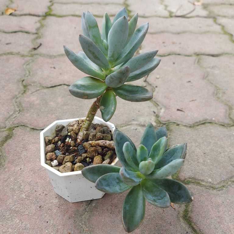 多肉仙人交易所