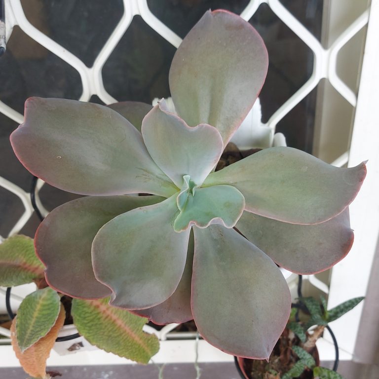 多肉仙人交易所