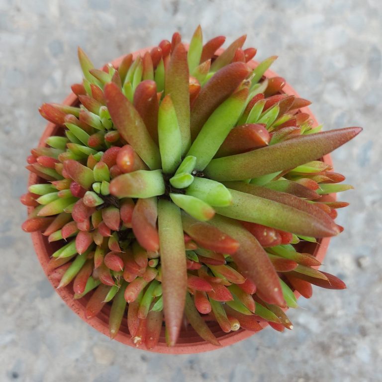 多肉仙人交易所