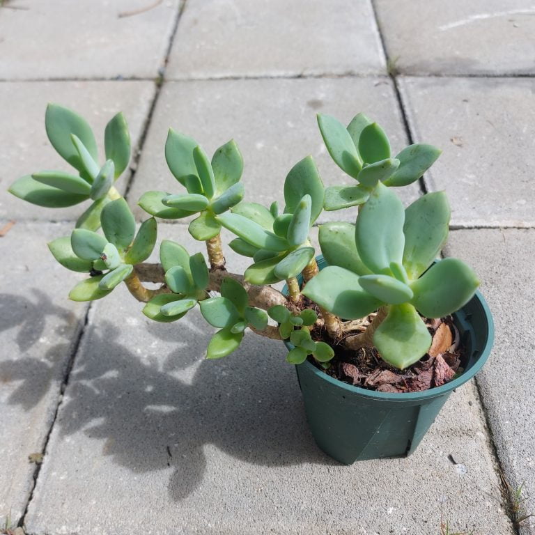 多肉仙人交易所