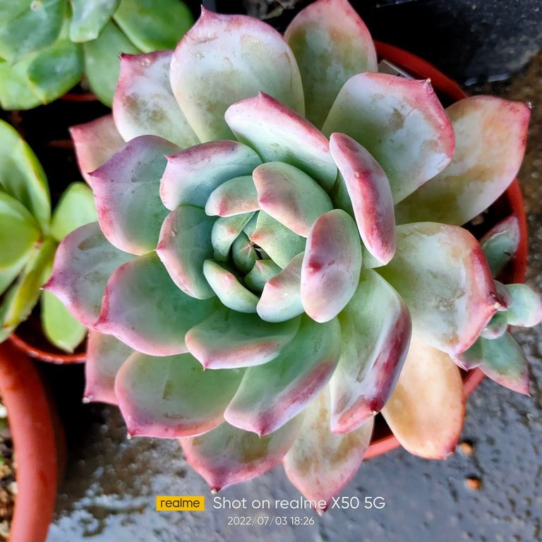 多肉仙人交易所