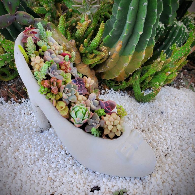 多肉仙人交易所