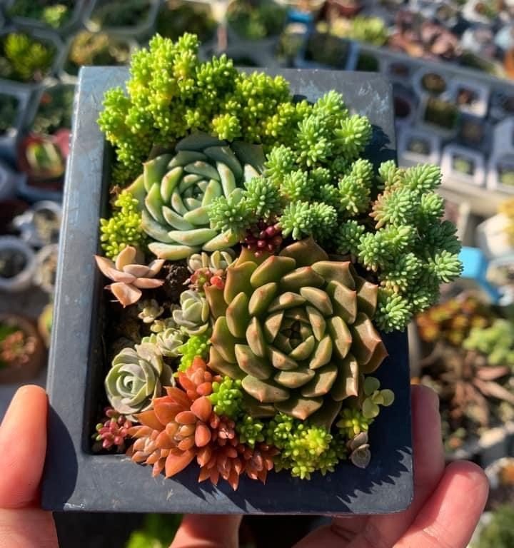 多肉仙人交易所