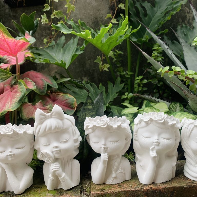 多肉仙人交易所