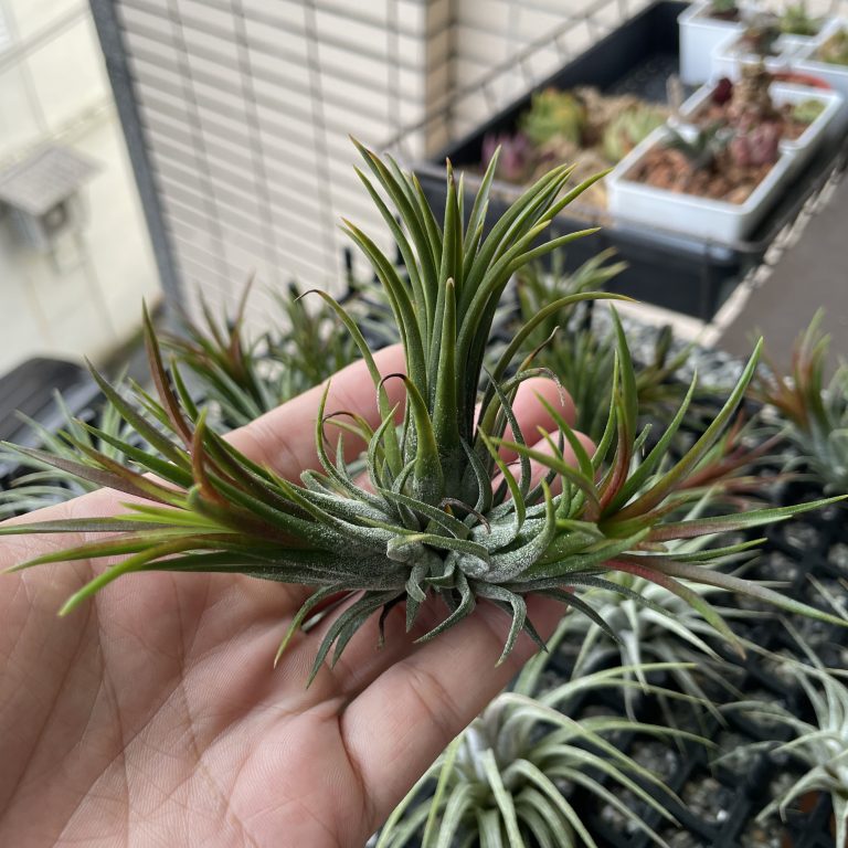 多肉仙人交易所