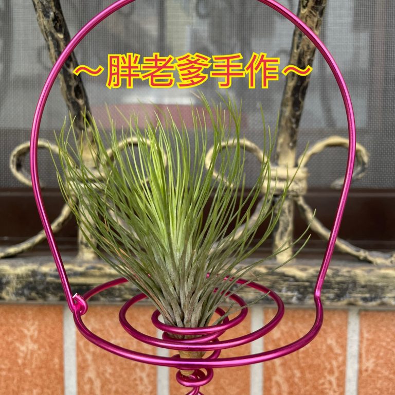 多肉仙人交易所