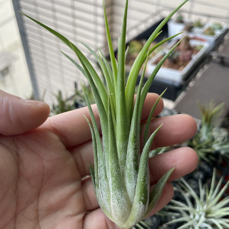 多肉仙人交易所