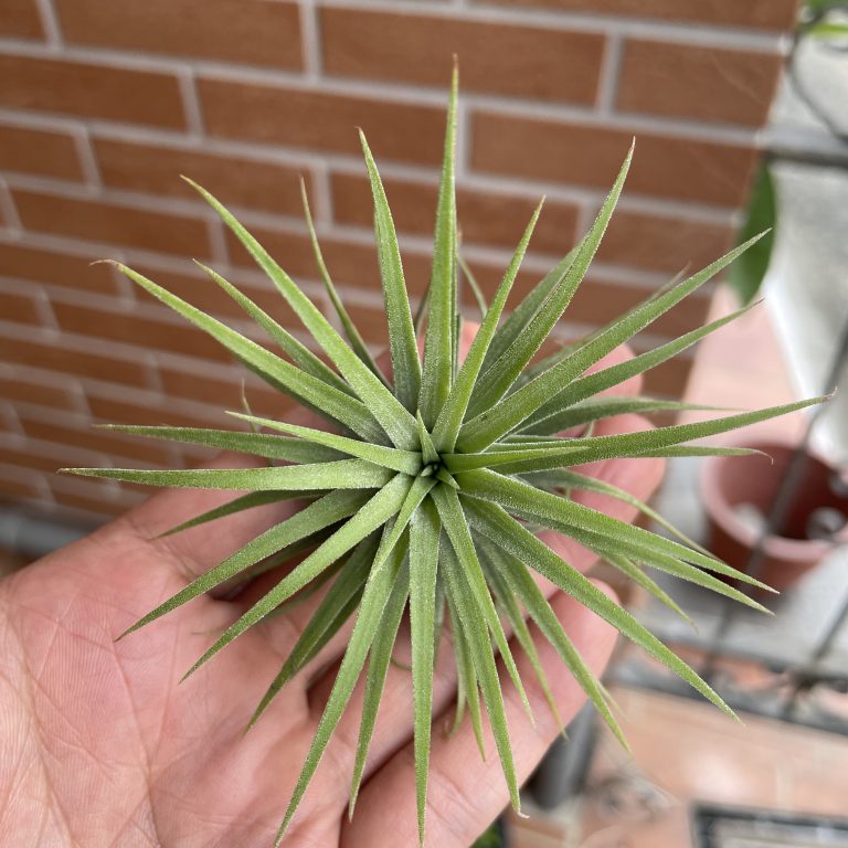 多肉仙人交易所