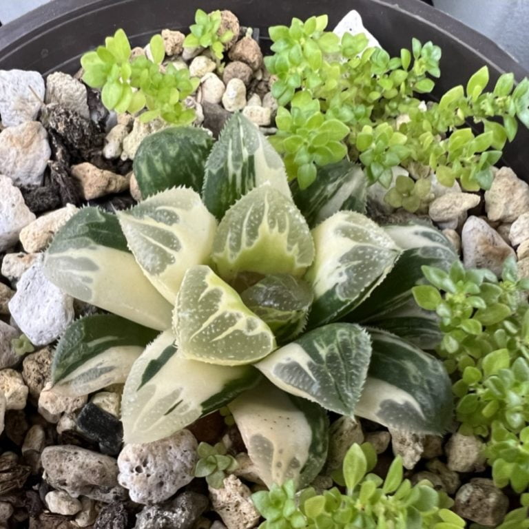 多肉仙人交易所