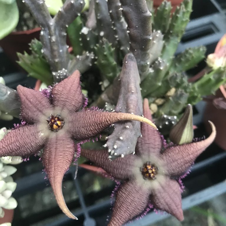 多肉仙人交易所