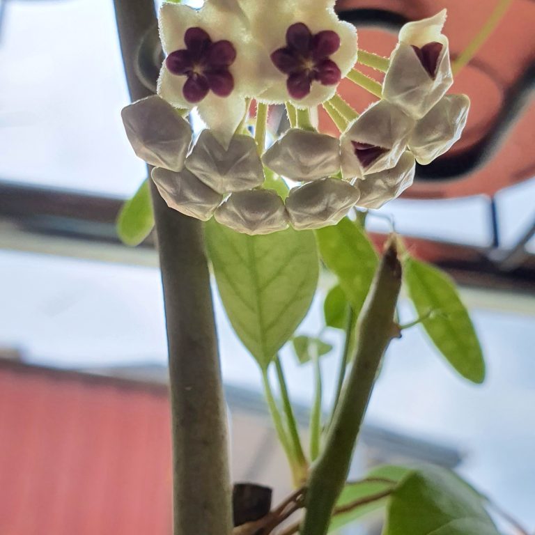 多肉仙人交易所