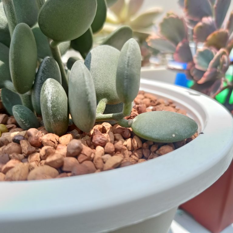 多肉仙人交易所