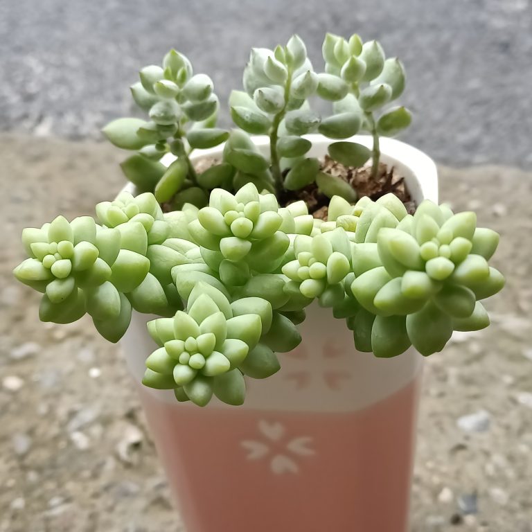 多肉仙人交易所