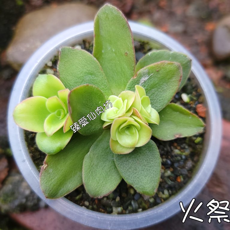 多肉仙人交易所