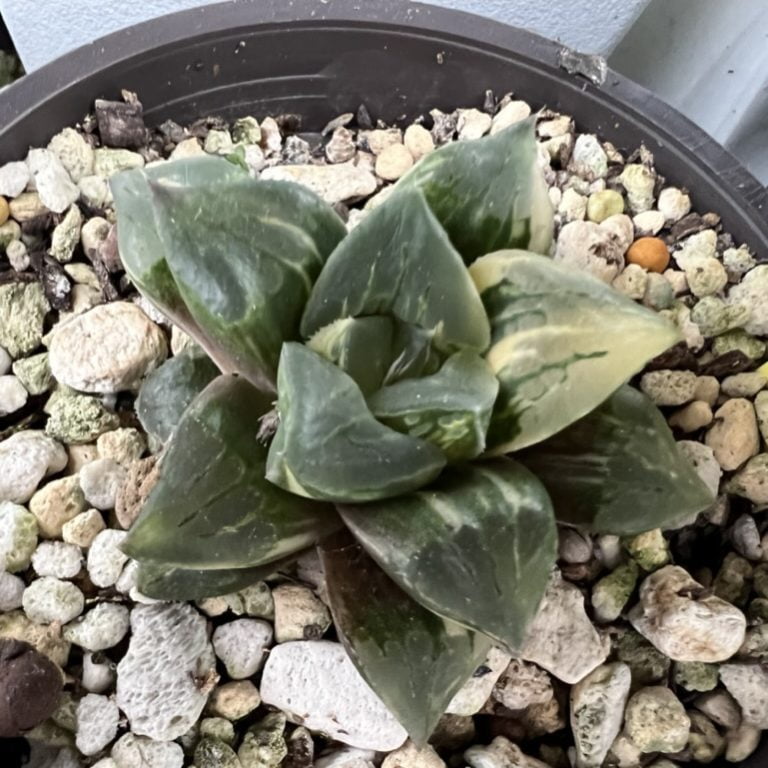 多肉仙人交易所