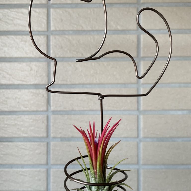 多肉仙人交易所