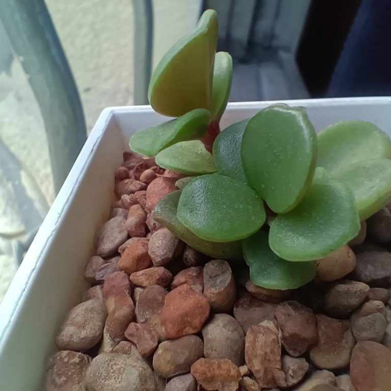 多肉仙人交易所