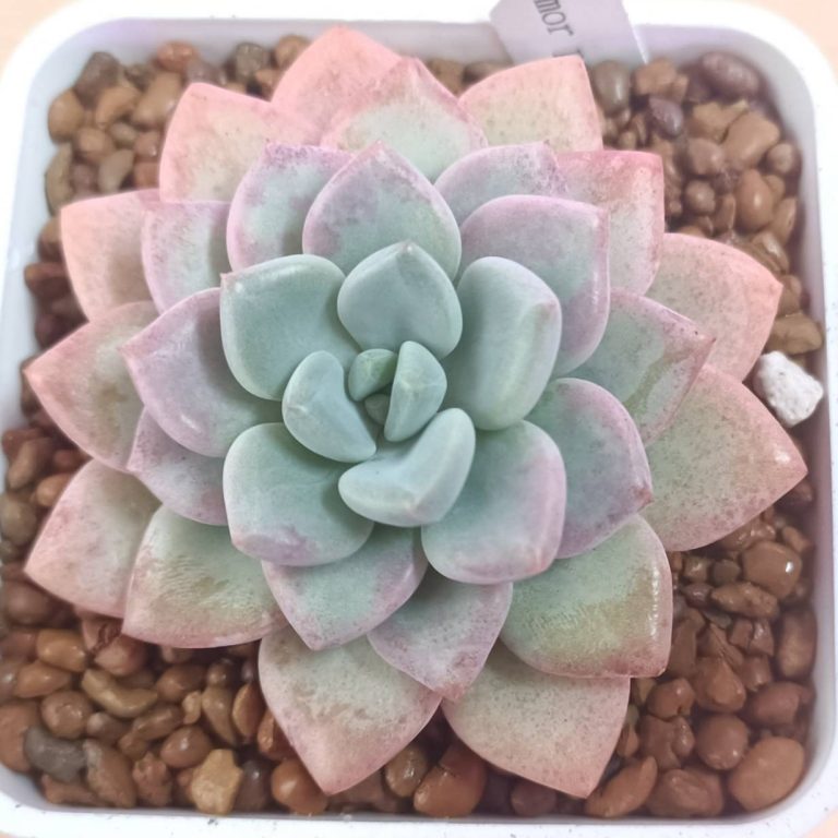 多肉仙人交易所