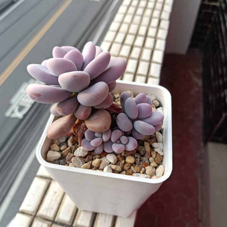 多肉仙人交易所