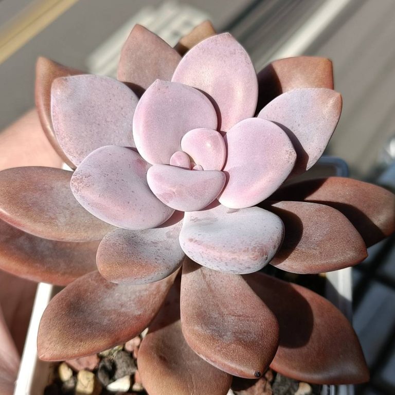 多肉仙人交易所