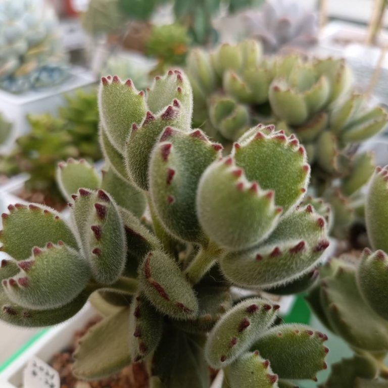 多肉仙人交易所