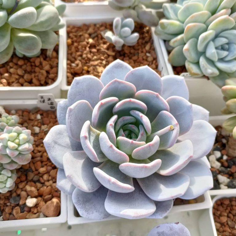 多肉仙人交易所