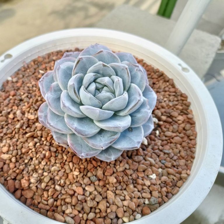 多肉仙人交易所