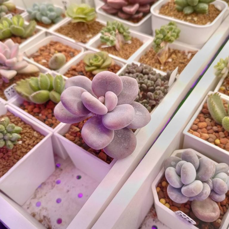 多肉仙人交易所