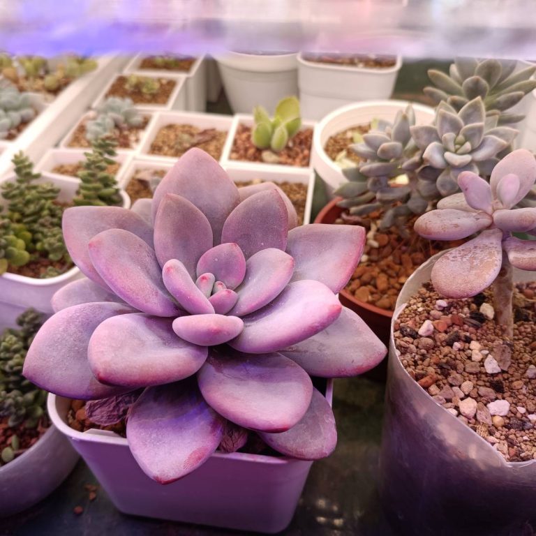 多肉仙人交易所