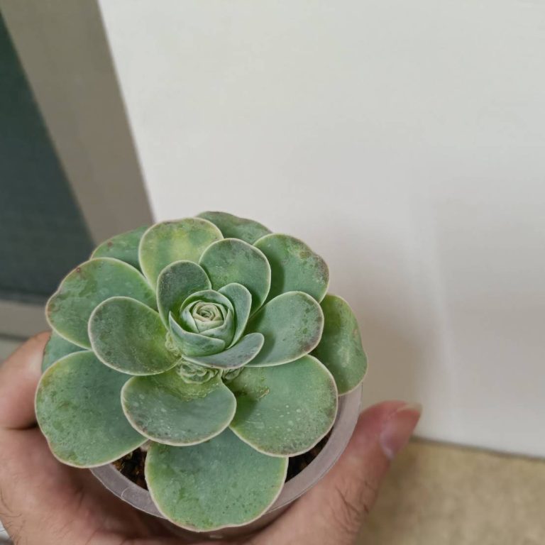 多肉仙人交易所