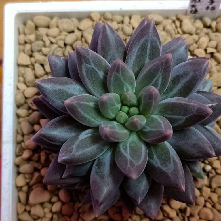 多肉仙人交易所