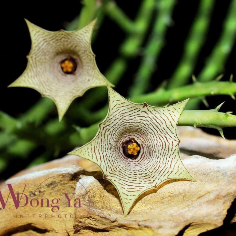 多肉仙人交易所