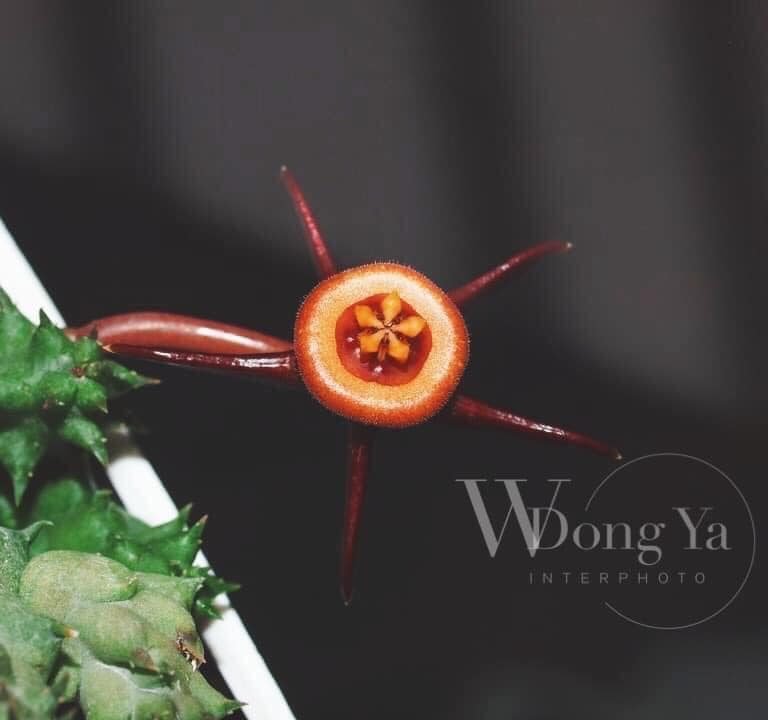 多肉仙人交易所