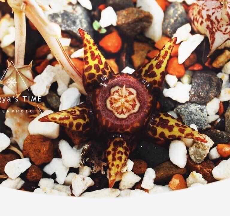 多肉仙人交易所