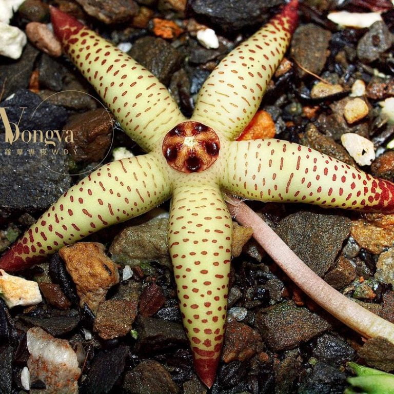 多肉仙人交易所