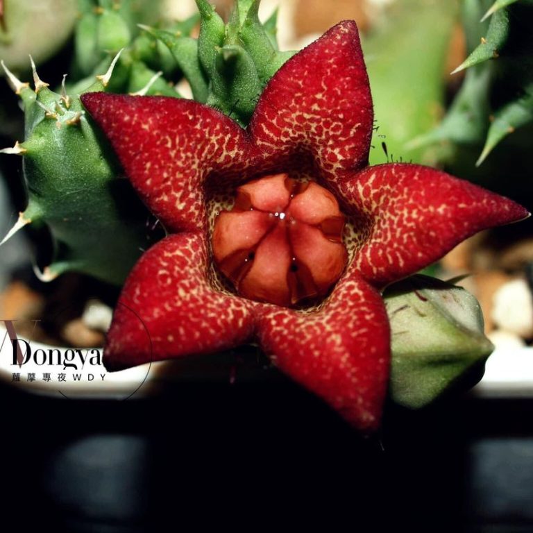 多肉仙人交易所