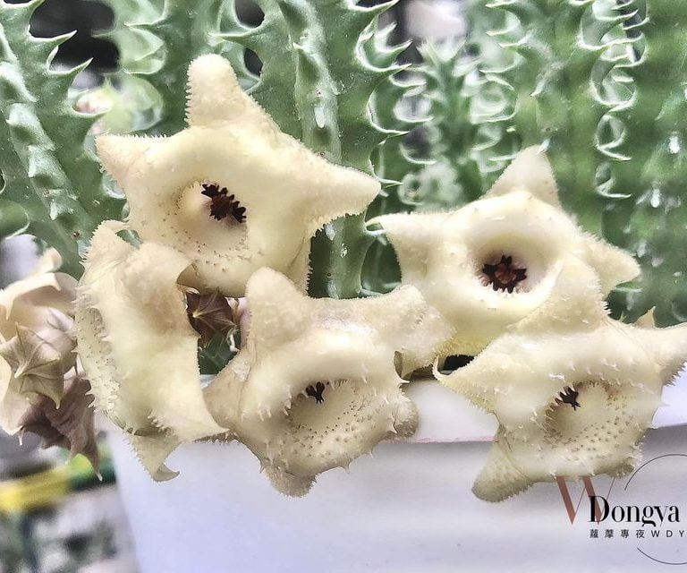 多肉仙人交易所