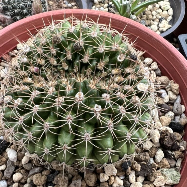 多肉仙人交易所