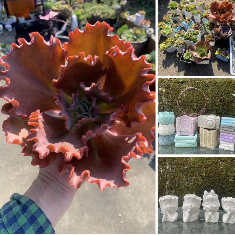 多肉仙人交易所