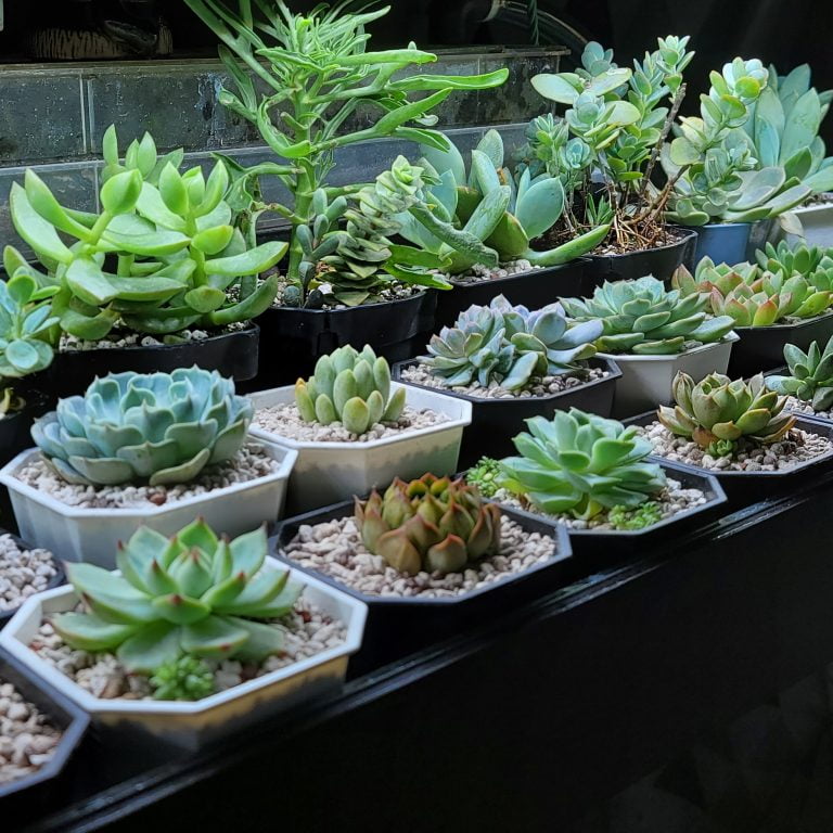 多肉仙人交易所