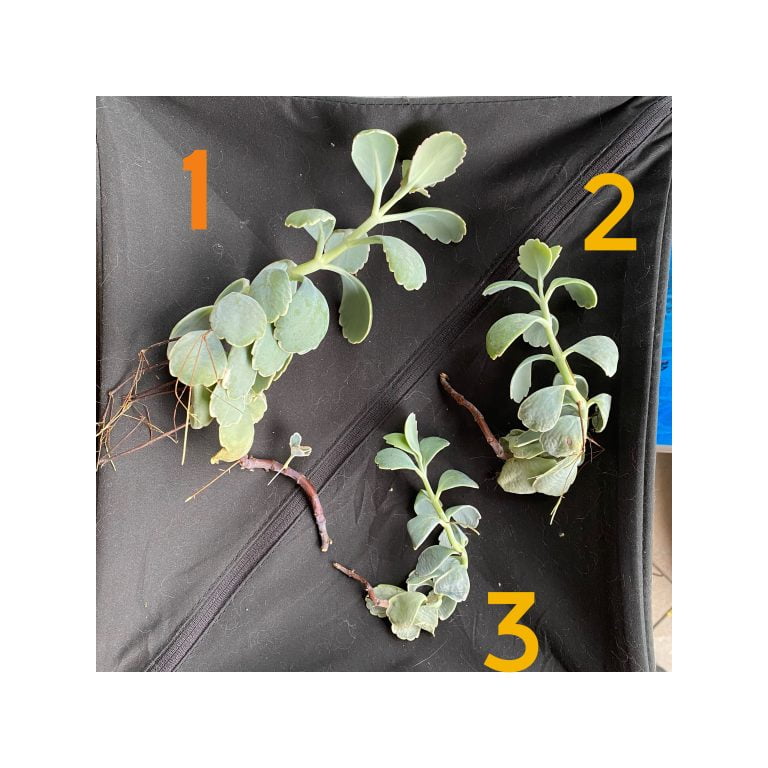 多肉仙人交易所