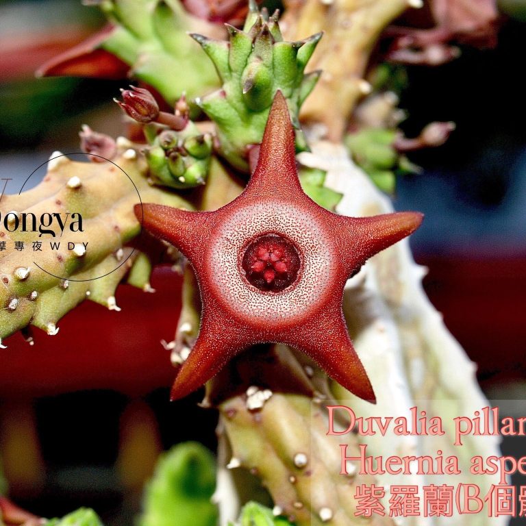 多肉仙人交易所