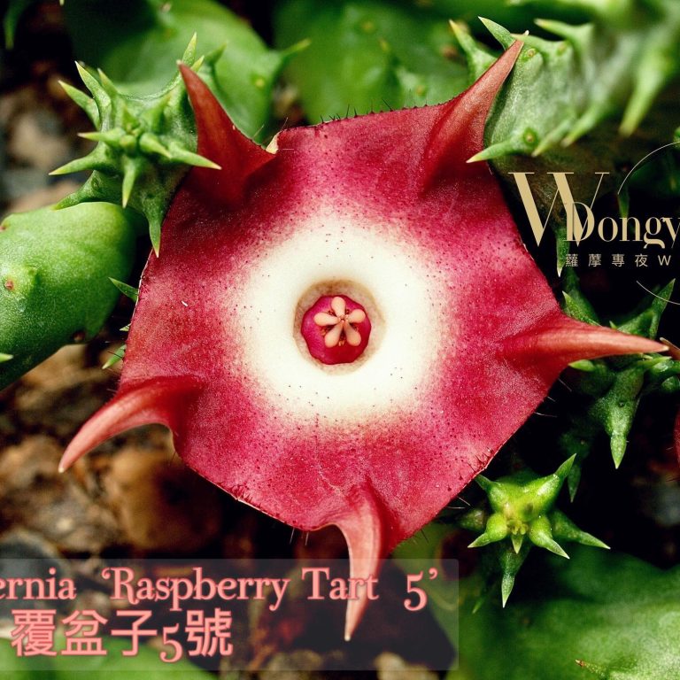 多肉仙人交易所