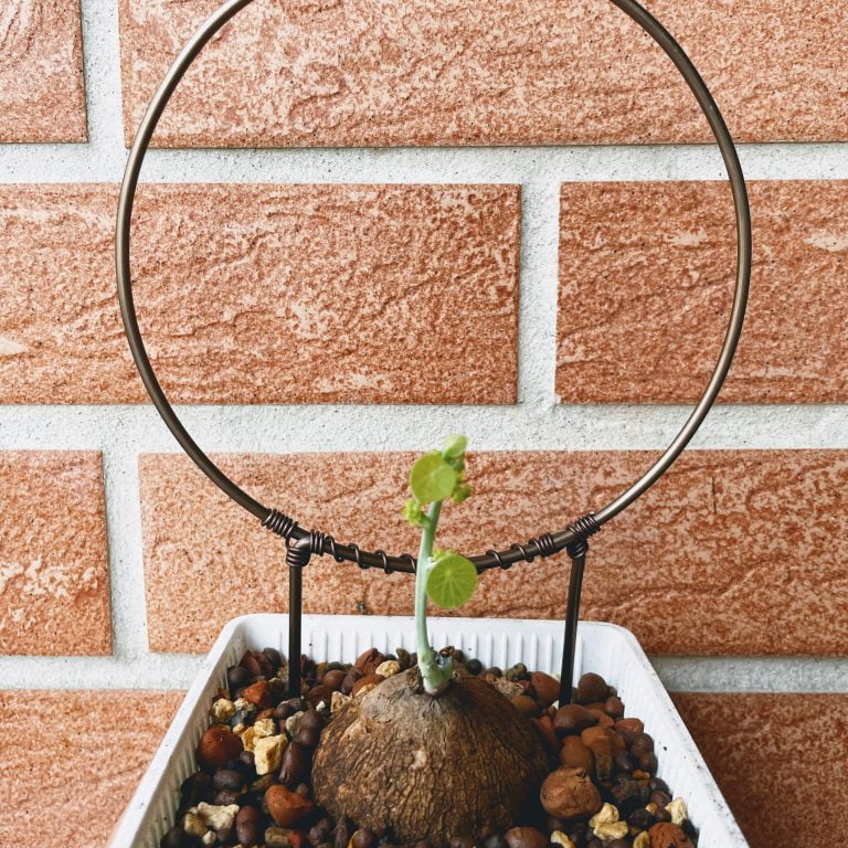 多肉仙人交易所