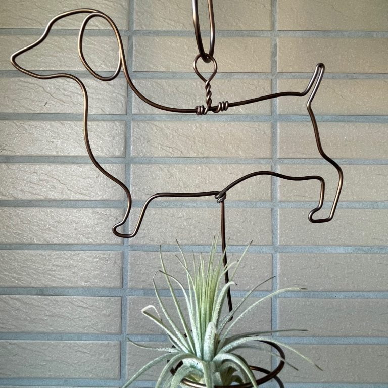 多肉仙人交易所