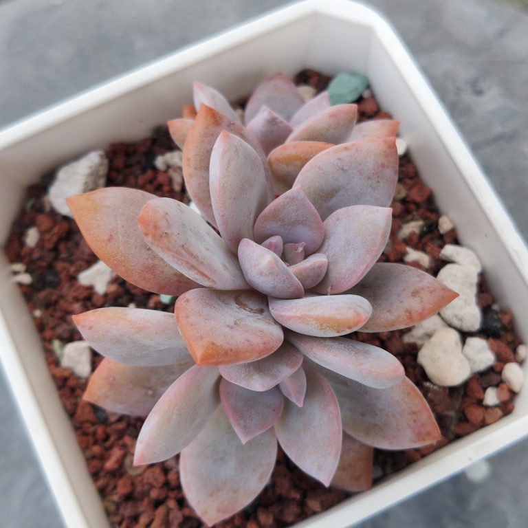 多肉仙人交易所