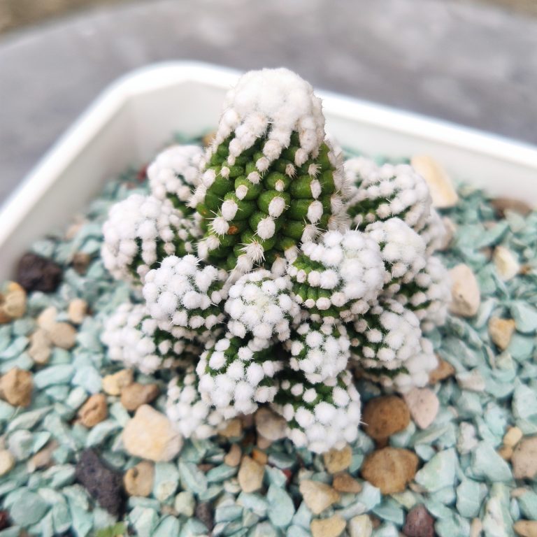 多肉仙人交易所