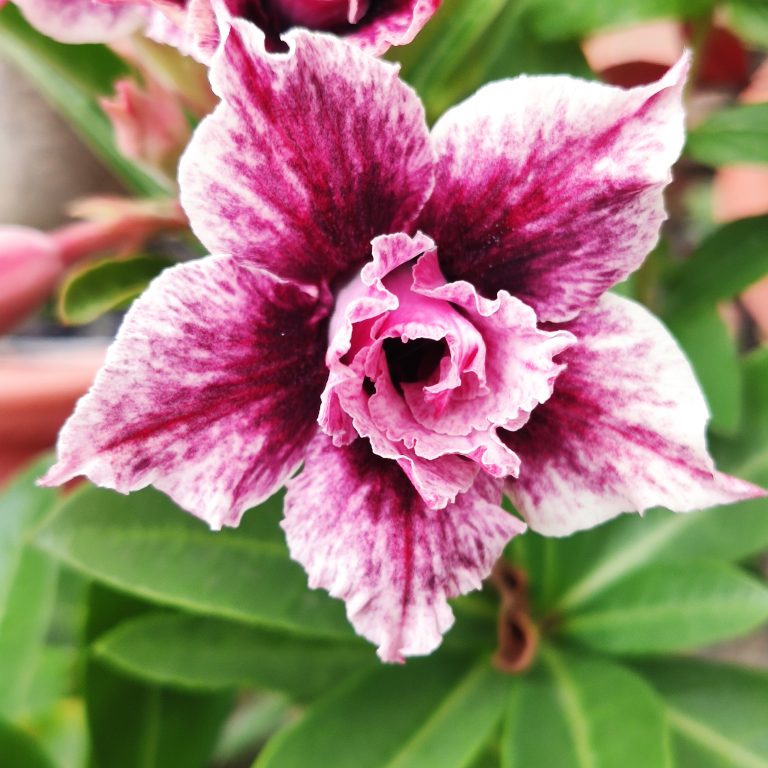 多肉仙人交易所