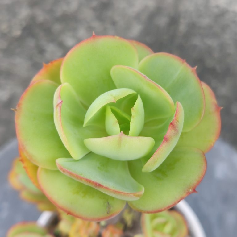 多肉仙人交易所